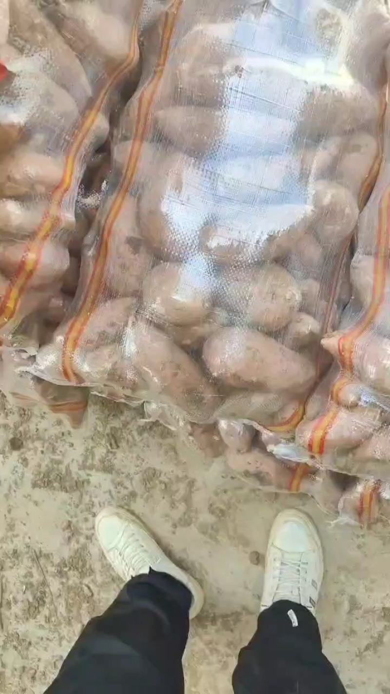 精选优质红薯龙九，支持各种规格，电商，工厂，商超，市场等