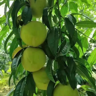 大量现货江苏大青脆青桃