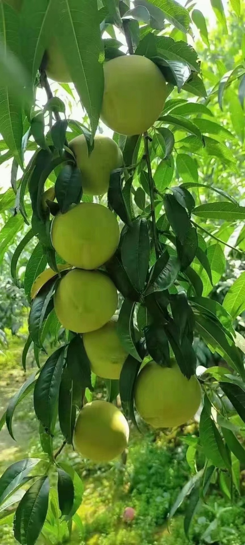 大量现货江苏大青脆青桃