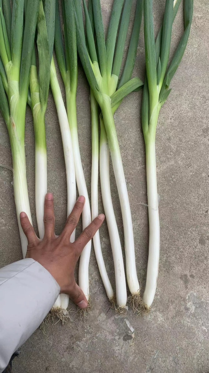铁杆大葱