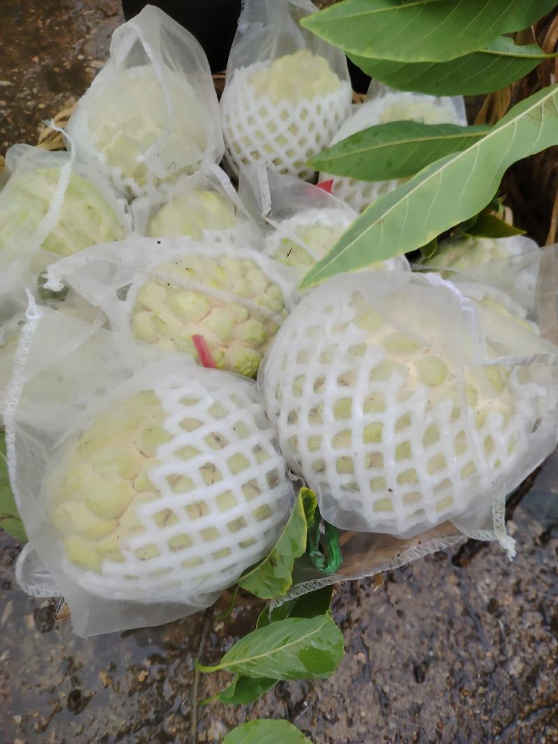 释迦果潮汕林擒批发