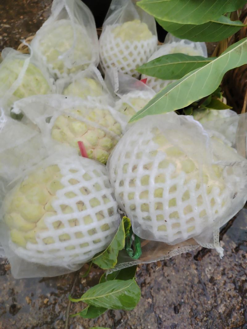 释迦果潮汕林擒批发