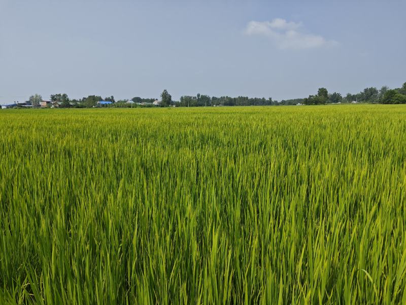 想卖自家农场种的大米！