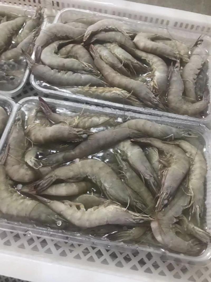 【推荐】广东汕头白对虾新鲜活虾大量上市可视频看货验货咨询