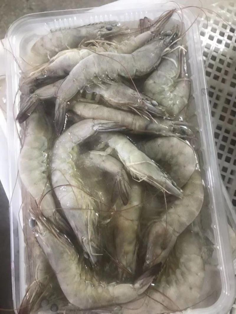 【推荐】广东汕头白对虾新鲜活虾大量上市可视频看货验货咨询