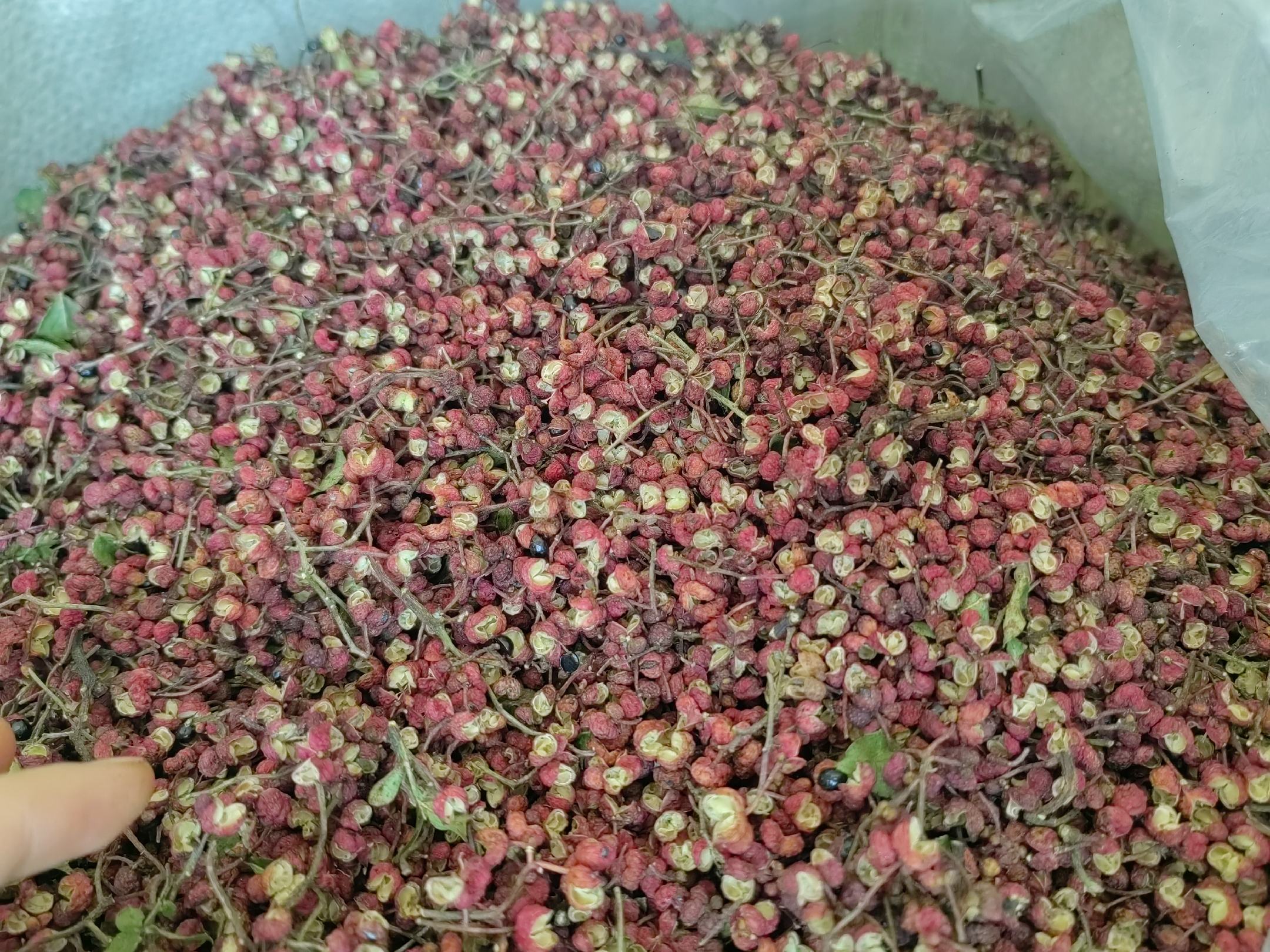 花椒与山椒的实物对比图