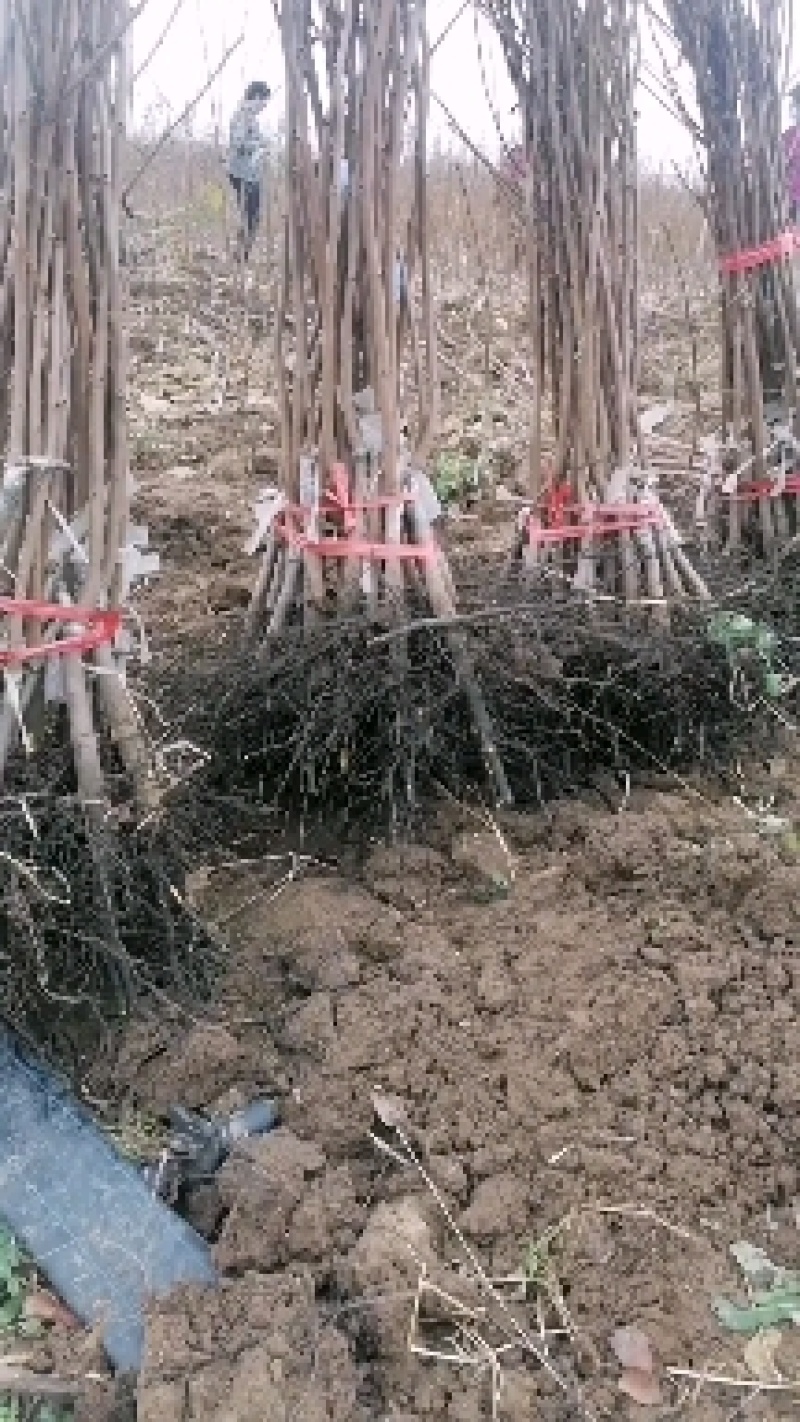 阳丰、茨郎脆甜柿苗自然脱涩不用削皮
