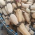 阜南精品莲藕一手货源保质保量诚信经营货源充足