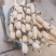 阜南精品莲藕一手货源保质保量诚信经营货源充足