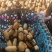 阜南精品莲藕一手货源保质保量诚信经营货源充足