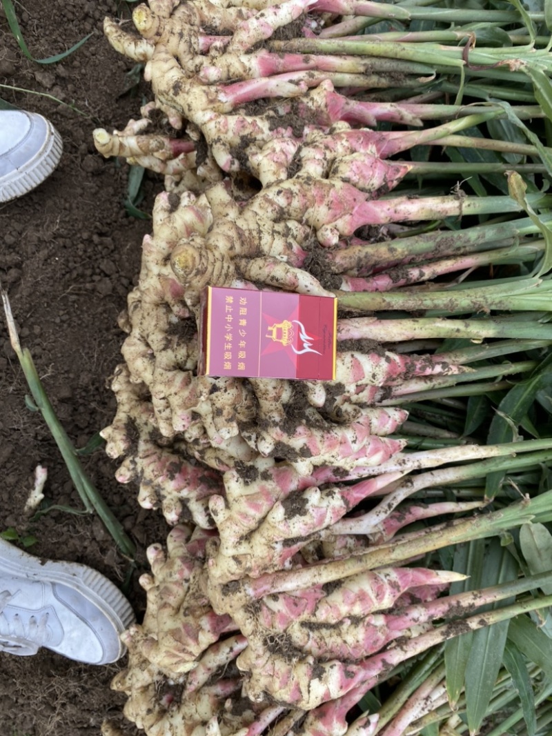 精品红芽鲜姜！