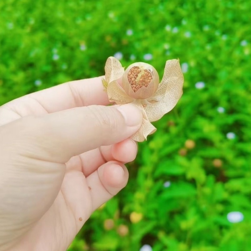 云南镇雄本地木瓜冰粉籽云南特产质量保证欢迎来电