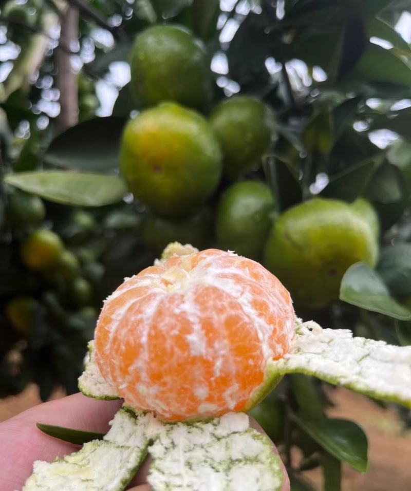 湖北高山蜜橘柑橘，保质保量，大量供应！货源充足！随行就市