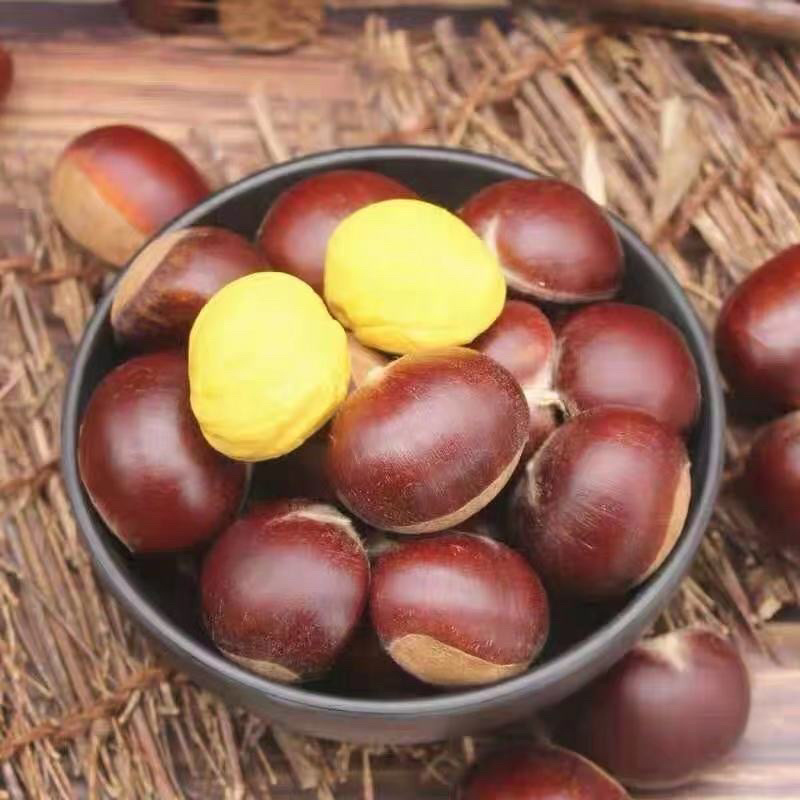 云南精品老树板栗大量供应可视频看货欢迎来电咨询