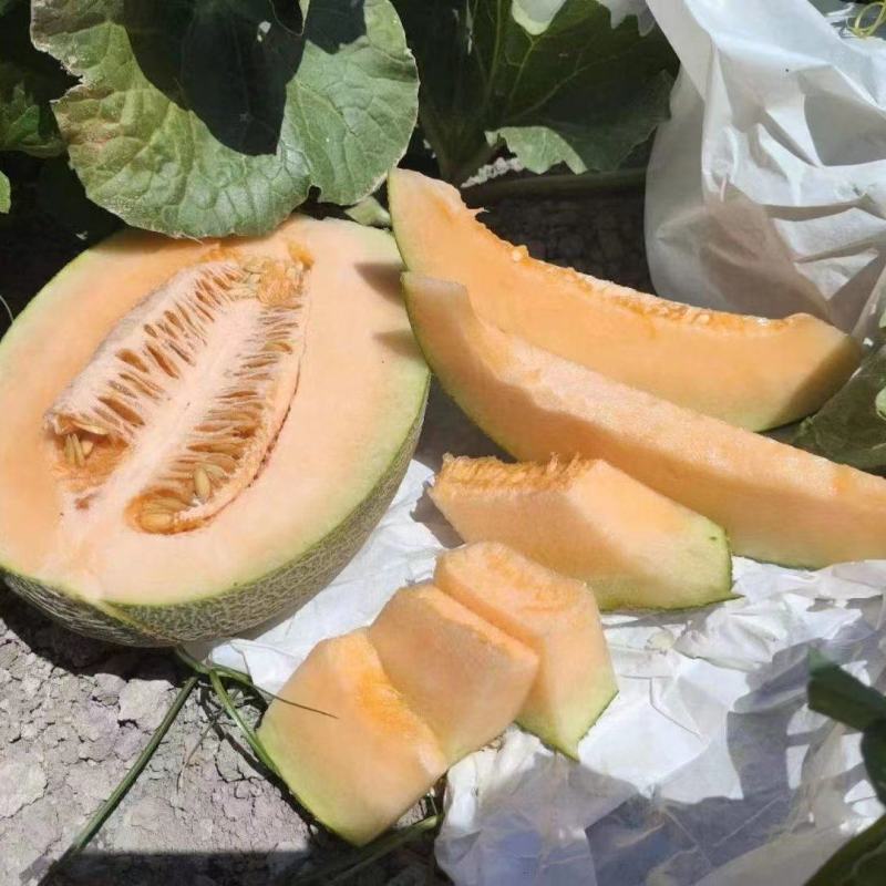 【优选】西州蜜瓜个大甜度高可视频看量大价优欢迎电话