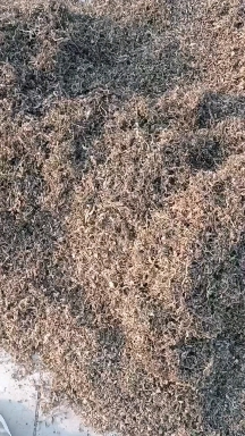 精品梅干菜，货源充足，供应全国，欢迎采购