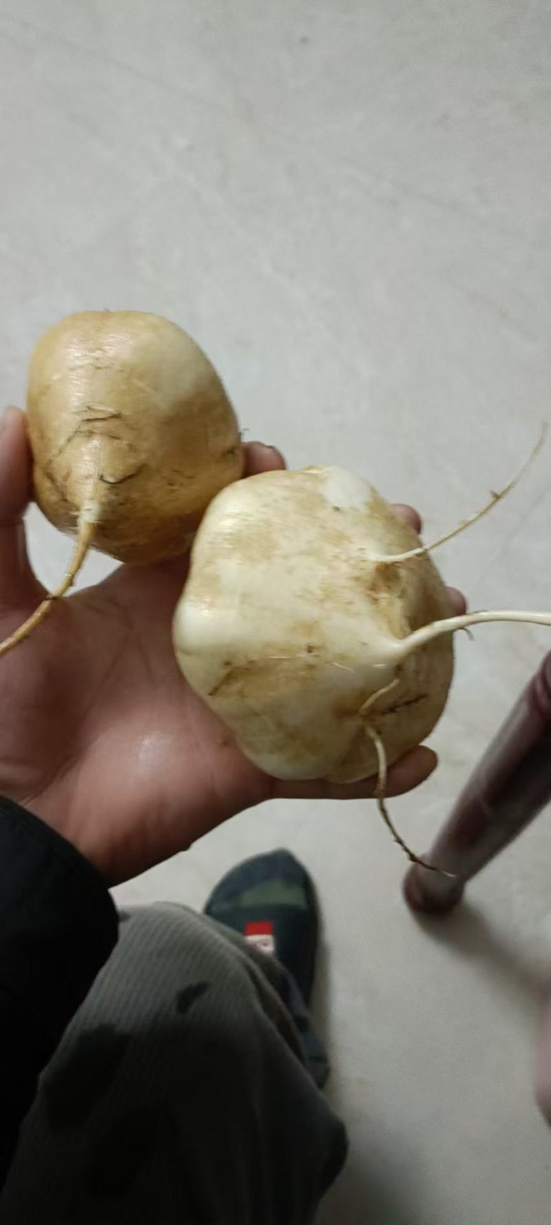 地瓜，凉薯