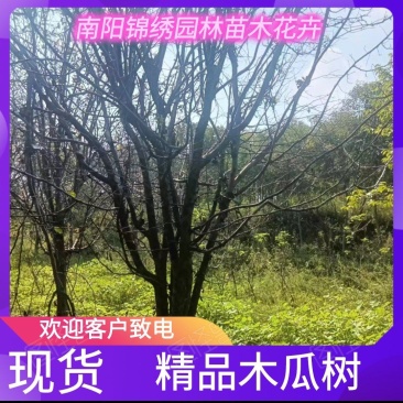 河南南阳锦绣园林苗木花卉精品木瓜树大量有货电联采购