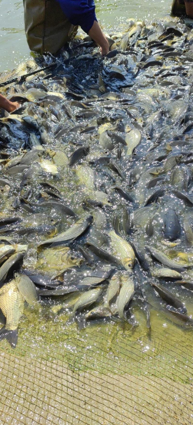 重庆鲫鱼质量保证基地批发价规格齐全现货直发对接全国