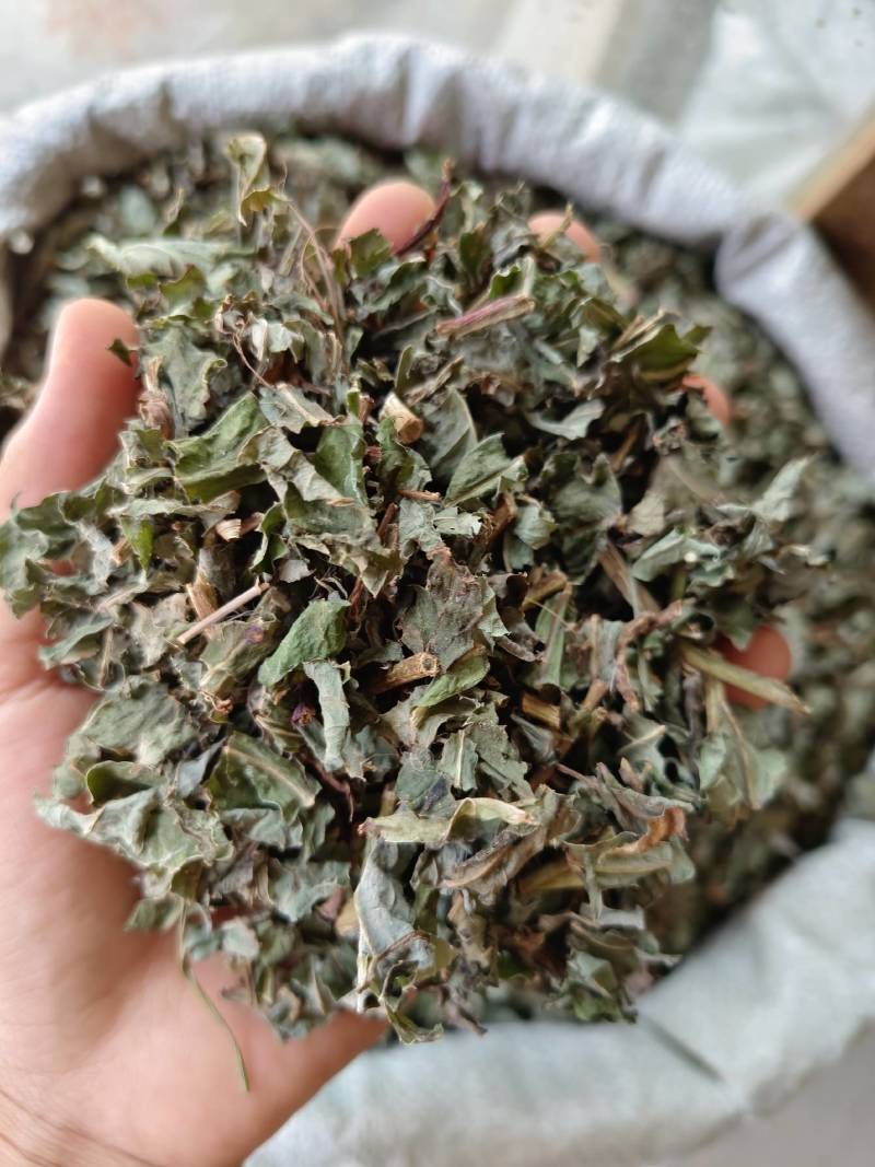 北败酱草，无硫新鲜草药晒干，产地一手货源当年新货