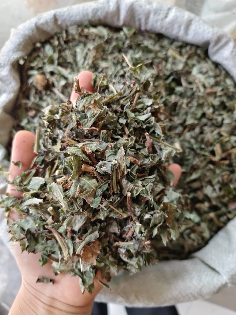 北败酱草，无硫新鲜草药晒干，产地一手货源当年新货