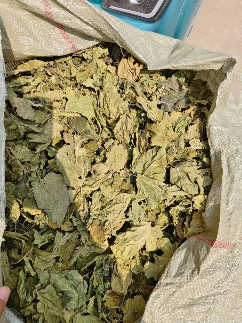 桑叶，青桑叶药用，散装统货，价格实惠，丹丹中药