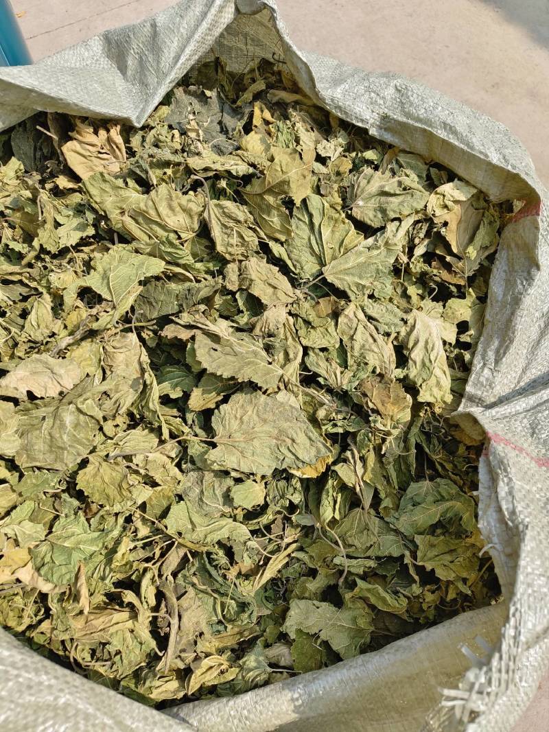 桑叶，青桑叶药用，散装统货，价格实惠，丹丹中药