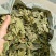 桑叶，青桑叶药用，散装统货，价格实惠，丹丹中药