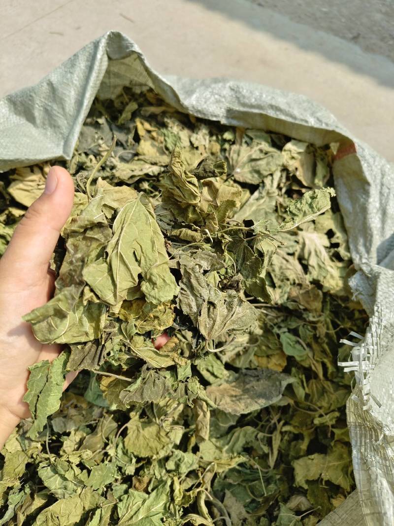 桑叶，青桑叶药用，散装统货，价格实惠，丹丹中药