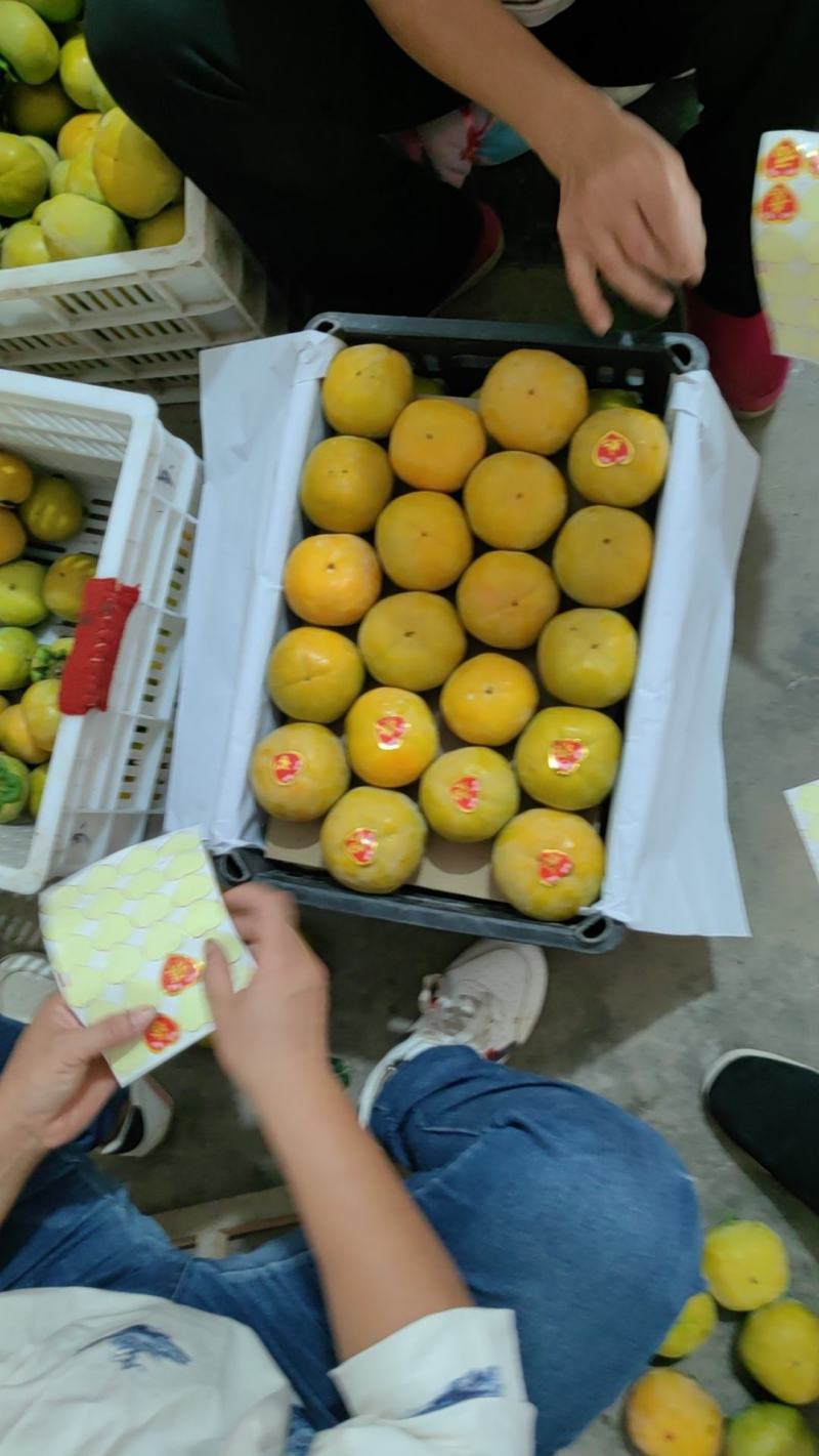 山西柿子，珠柿，吊红，七月黄，火晶柿，阳丰脆柿，火罐，品种全