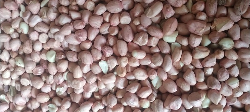 精品花生米大量春米晚米货源充足上市产地直销欢迎咨询