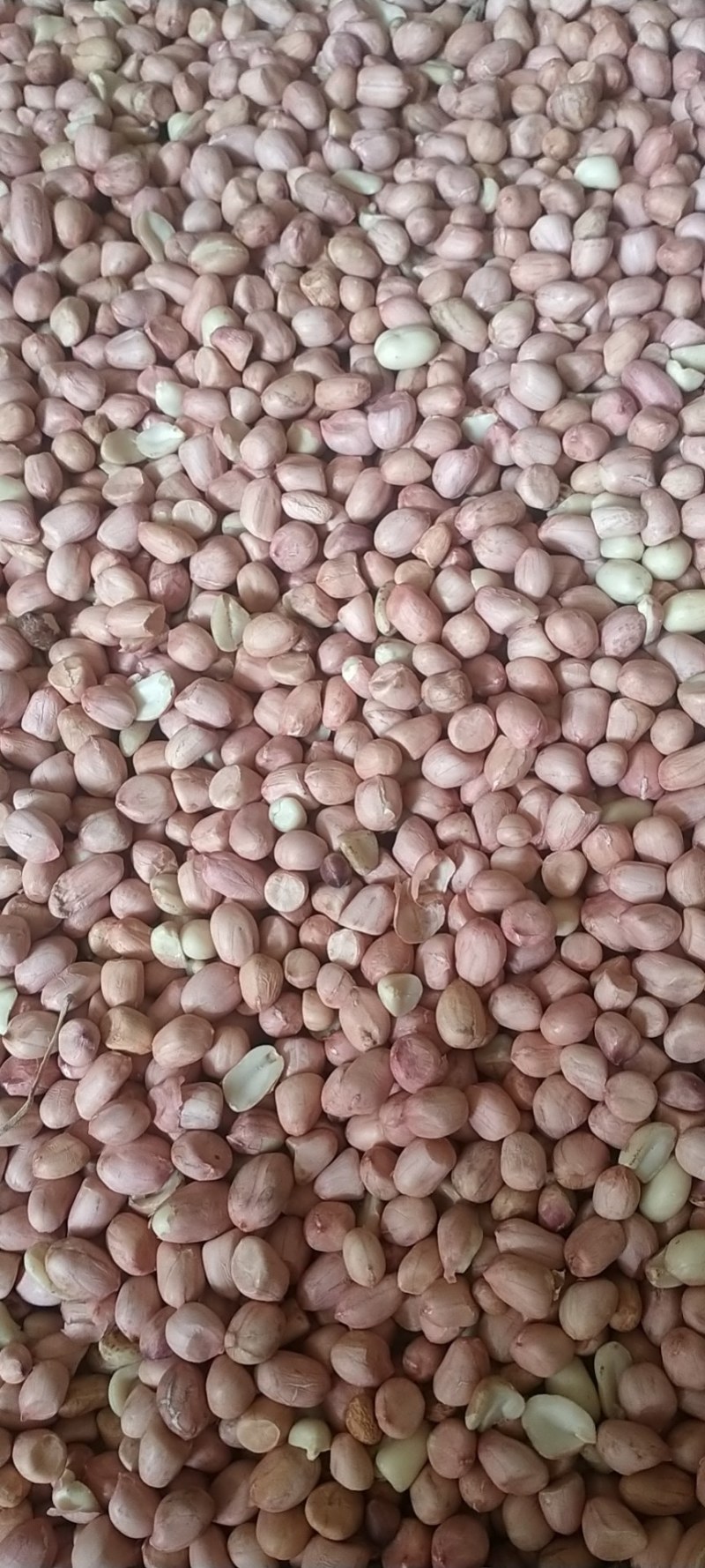 精品花生米大量春米晚米货源充足上市产地直销欢迎咨询