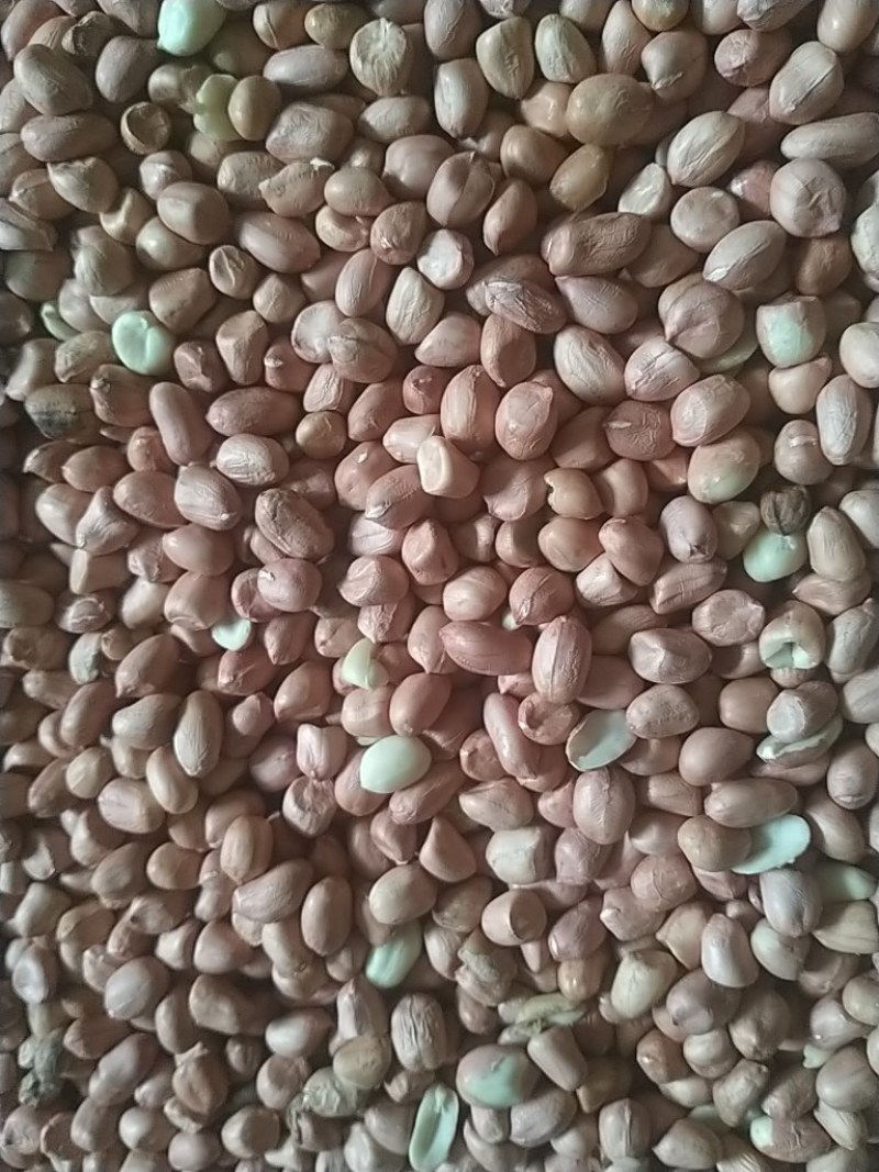 精品花生米大量春米晚米货源充足上市产地直销欢迎咨询
