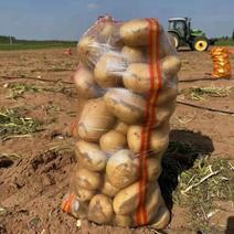 陕西榆林v7土豆薯型好实力代办长期供货
