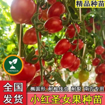 红圣女果苗樱桃番茄苗小西红柿苗千禧圣女果苗小番茄苗番茄苗