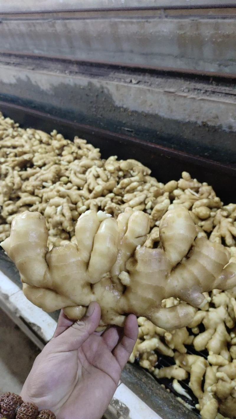 （专业供应）山东大黄姜产地一手货源保质保量电商全国发货