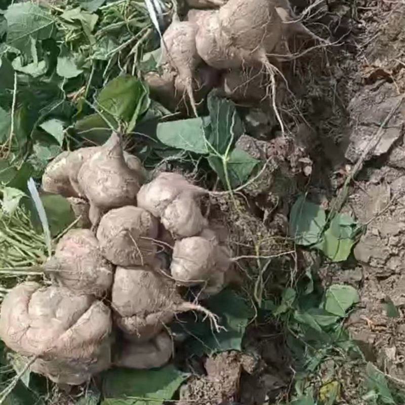 湖北天门地瓜大量上市，价格便宜，口感甜，化渣，个头好