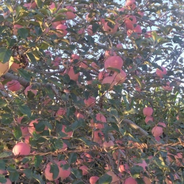 富士苹果