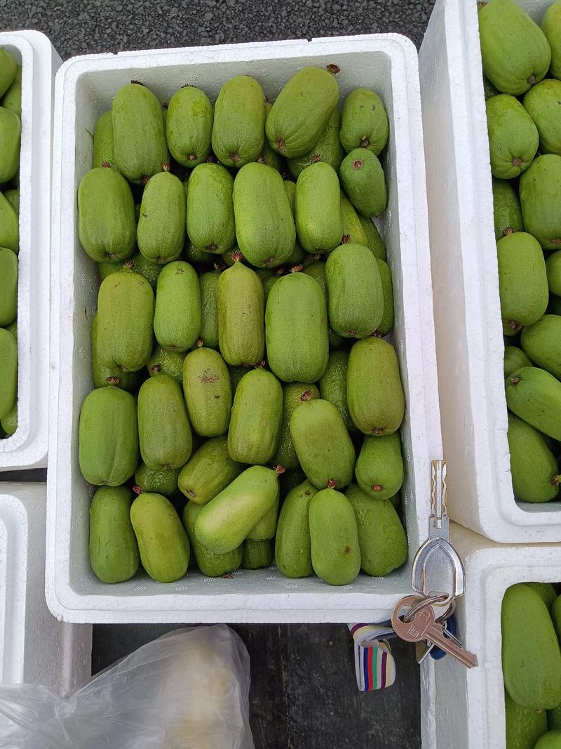 软枣子奇异莓龙城2号小猕猴桃吉林省通化市集安产地大量批发