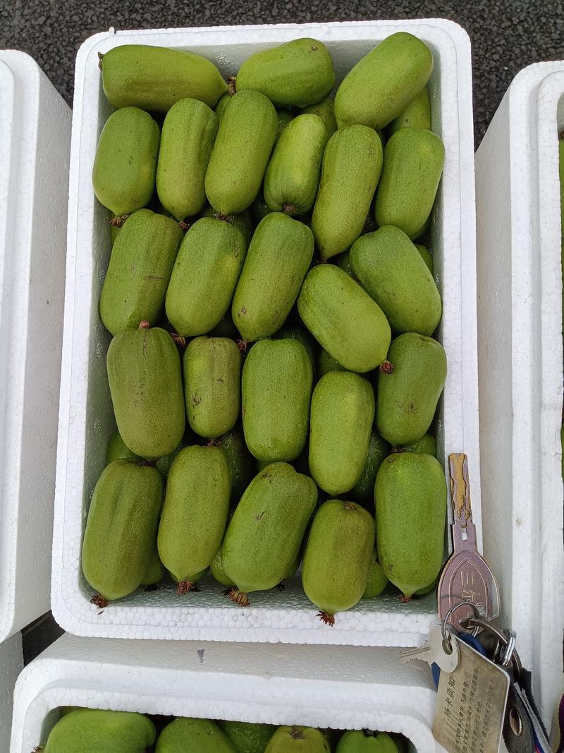 软枣子奇异莓龙城2号小猕猴桃吉林省通化市集安产地大量批发