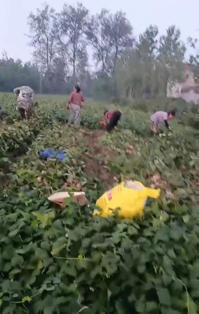 湖北天门地瓜大量上市，价格便宜，口感甜，化渣，个头好