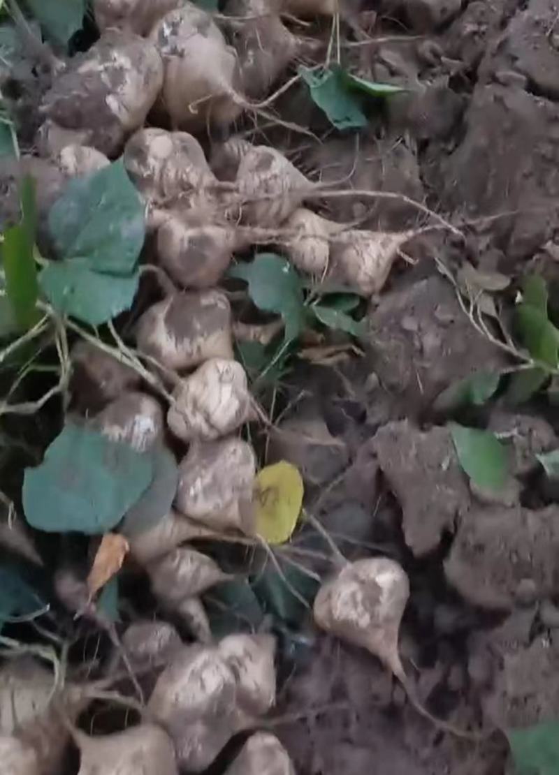 湖北天门地瓜大量上市，价格便宜，口感甜，化渣，个头好