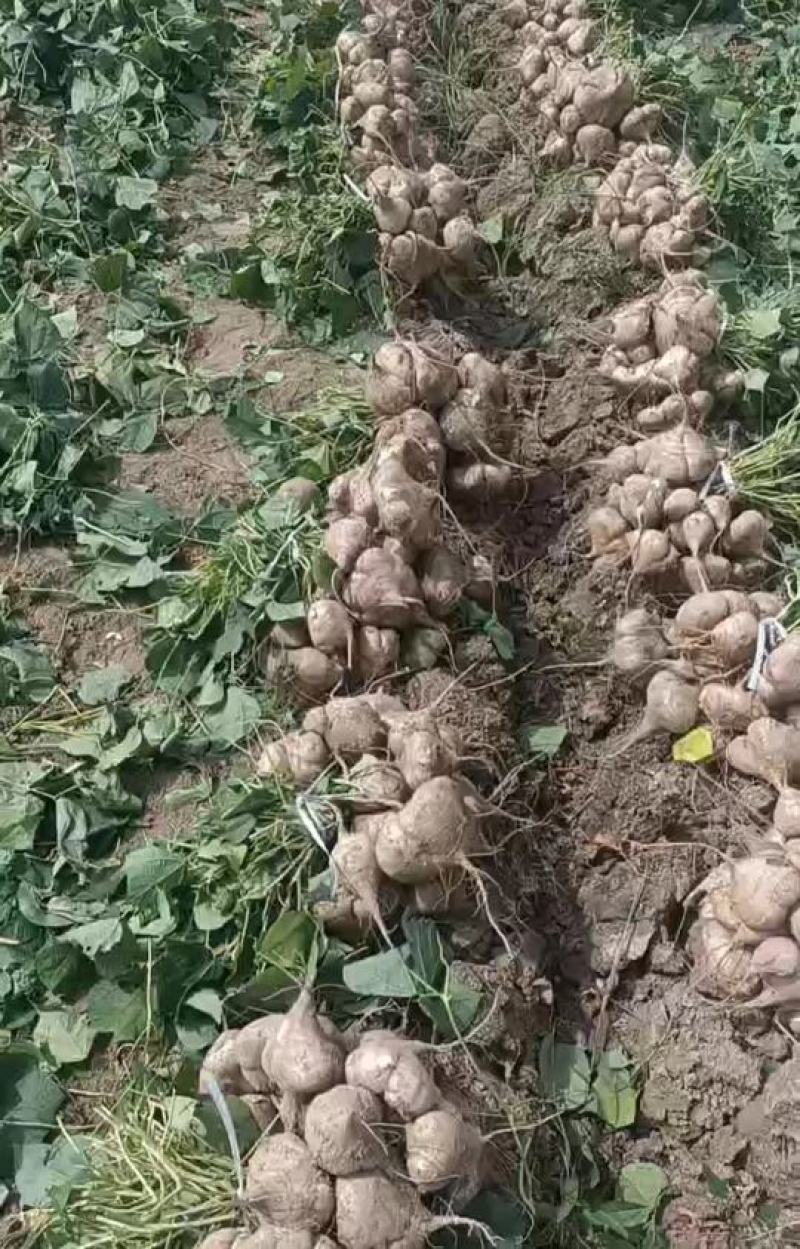 湖北天门地瓜大量上市，价格便宜，口感甜，化渣，个头好