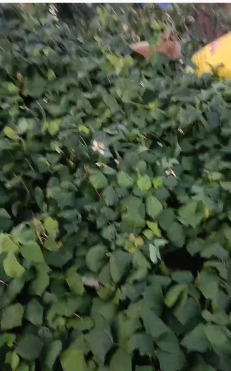 湖北天门地瓜大量上市，价格便宜，口感甜，化渣，个头好