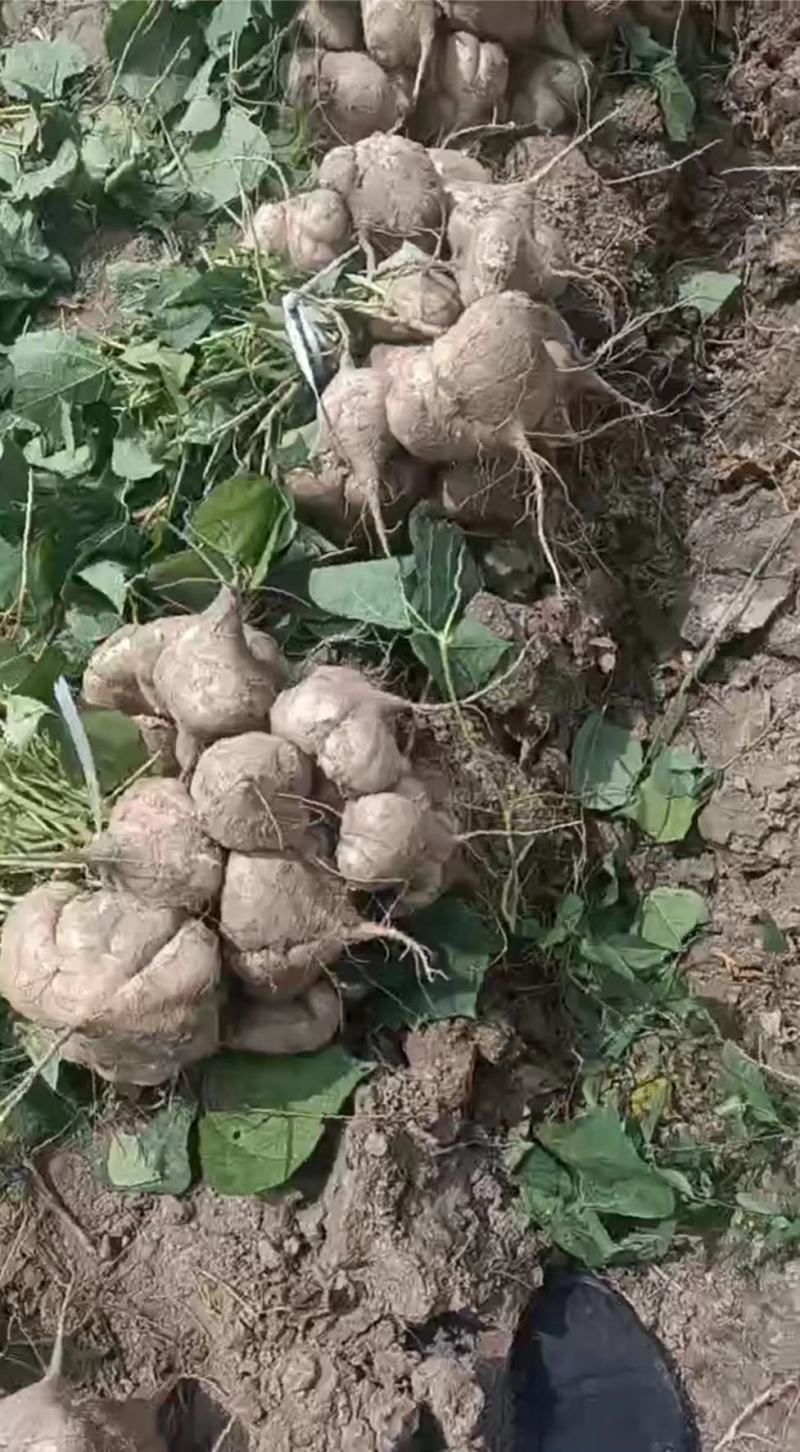 湖北天门地瓜大量上市，价格便宜，口感甜，化渣，个头好