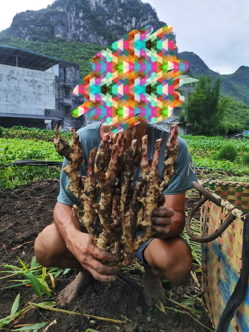 广西仔姜，一级靓货