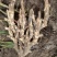 广西仔姜，一级靓货