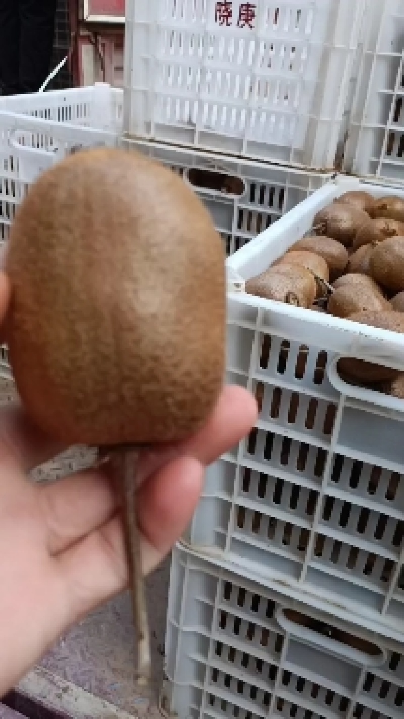 陕西宝鸡眉县冷库果徐香猕猴桃