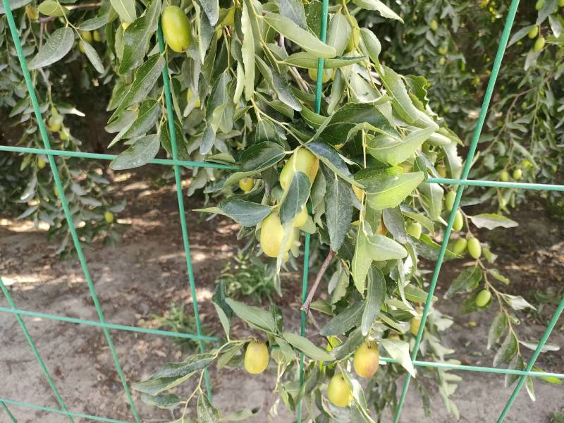 新疆优质灰枣