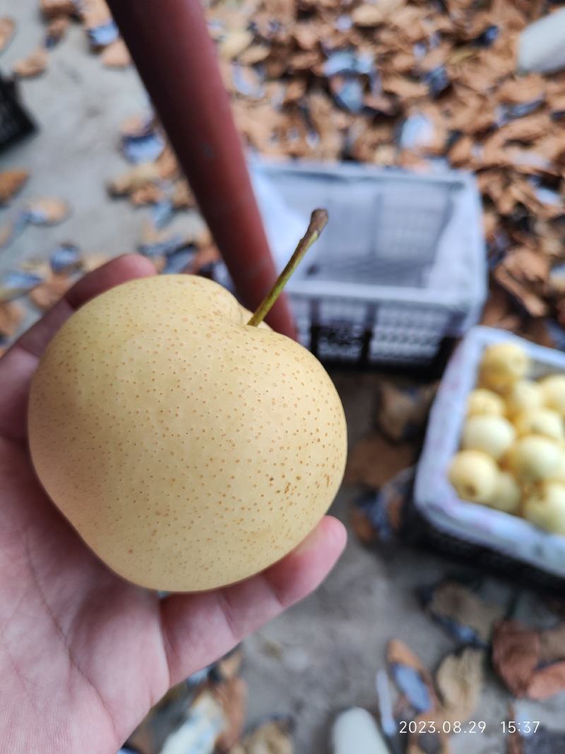 沃集鲜精品60四层带把皇冠梨